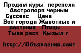 Продам куры, перепела. Австролорп черный. Суссекс. › Цена ­ 1 500 - Все города Животные и растения » Птицы   . Тыва респ.,Кызыл г.